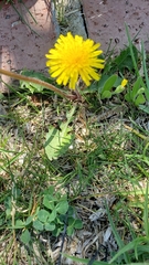 Taraxacum officinale