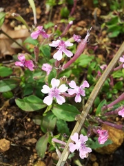 Silene aegyptiaca