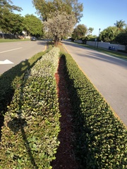 Conocarpus erectus