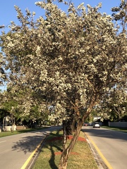 Conocarpus erectus