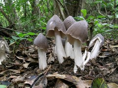 Termitomyces intermedius