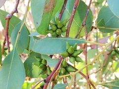 Eucalyptus decipiens