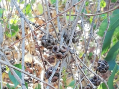 Eucalyptus decipiens