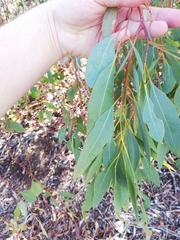 Eucalyptus decipiens