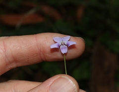 Viola perreniformis