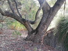 Eucalyptus decipiens