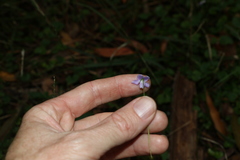 Viola perreniformis