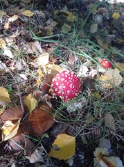 Amanita muscaria