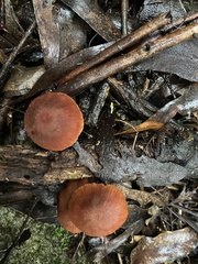 Gymnopilus allantopus