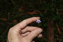 Viola perreniformis