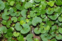 Viola perreniformis