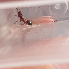 Odontomachus clarus