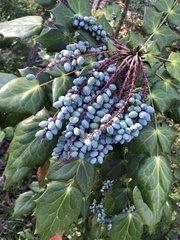 Berberis