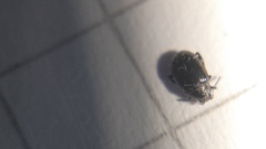 Psylliodes chalcomera