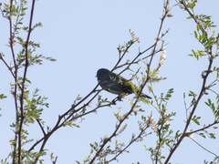 Setophaga coronata