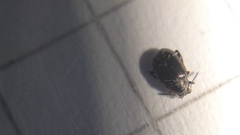 Psylliodes chalcomera