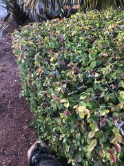 Eugenia uniflora