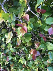Eugenia uniflora