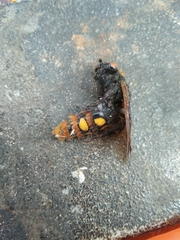 Megascolia maculata maculata