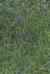 Dactylorhiza fuchsii fuchsii
