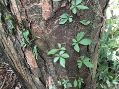 Tetrastigma obtectum glabrum
