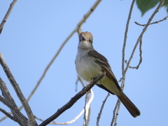 Myiarchus cinerascens