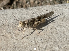 Trimerotropis pallidipennis