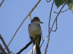 Myiarchus cinerascens
