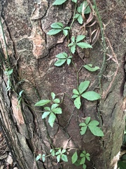 Tetrastigma obtectum glabrum