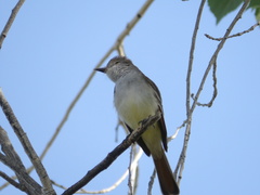 Myiarchus cinerascens