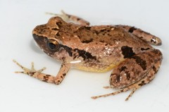 Arthroleptis sylvaticus