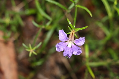 Scaevola ramosissima
