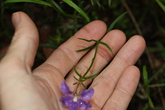 Scaevola ramosissima