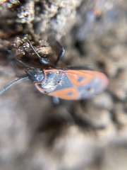 Scantius aegyptius
