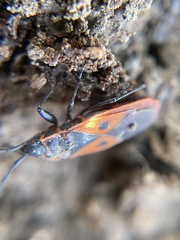 Scantius aegyptius