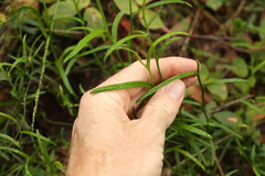 Scaevola ramosissima