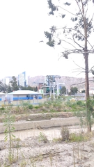 Geranoaetus polyosoma