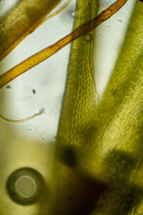 Flexitrichum flexicaule