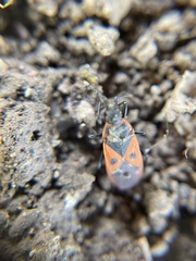 Scantius aegyptius