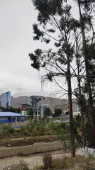 Geranoaetus polyosoma