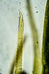 Flexitrichum flexicaule