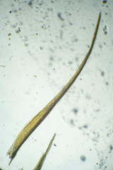 Flexitrichum flexicaule