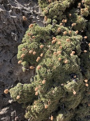 Petrophytum caespitosum