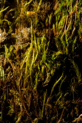 Flexitrichum flexicaule