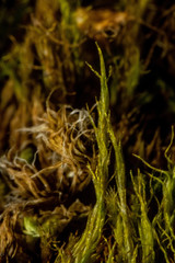 Flexitrichum flexicaule