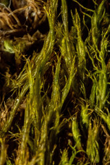 Flexitrichum flexicaule