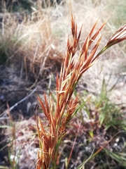 Schoenus grandiflorus