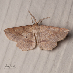 Euchlaena marginaria