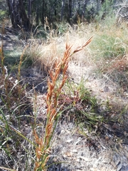 Schoenus grandiflorus