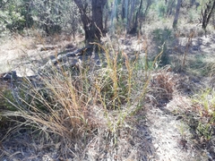 Schoenus grandiflorus